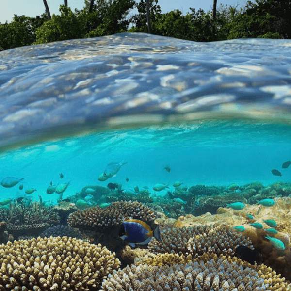 Half underwater shot of a coral reef