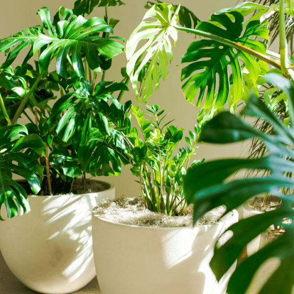 Greenery at 1 Hotel San Francisco