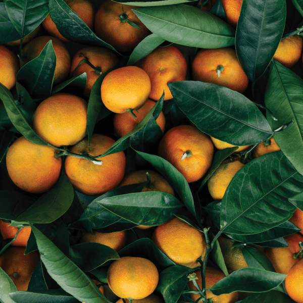 Oranges with leaves still attached at the stem