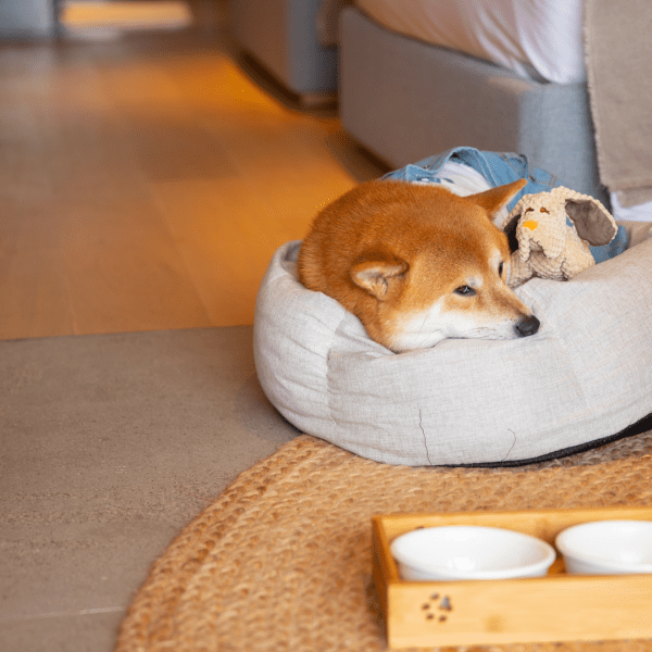 A dog lying in a dog bed 