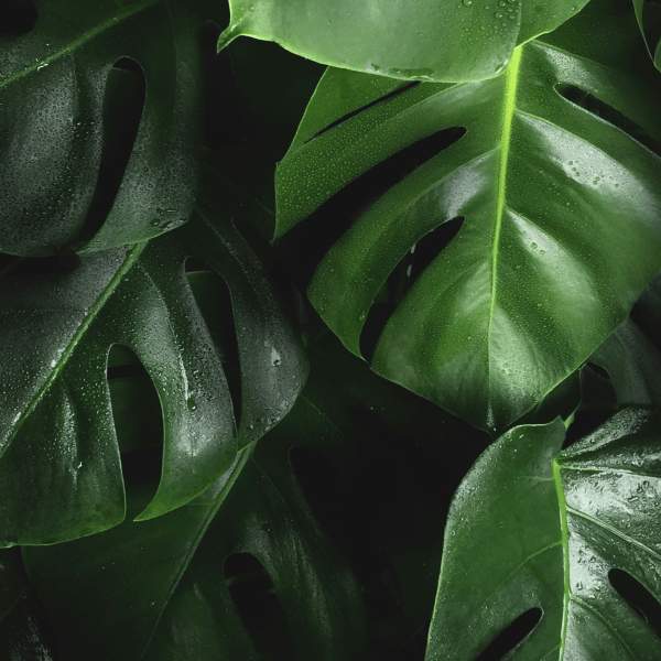 plants