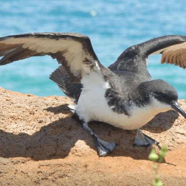 Una gaviota batiendo las alas