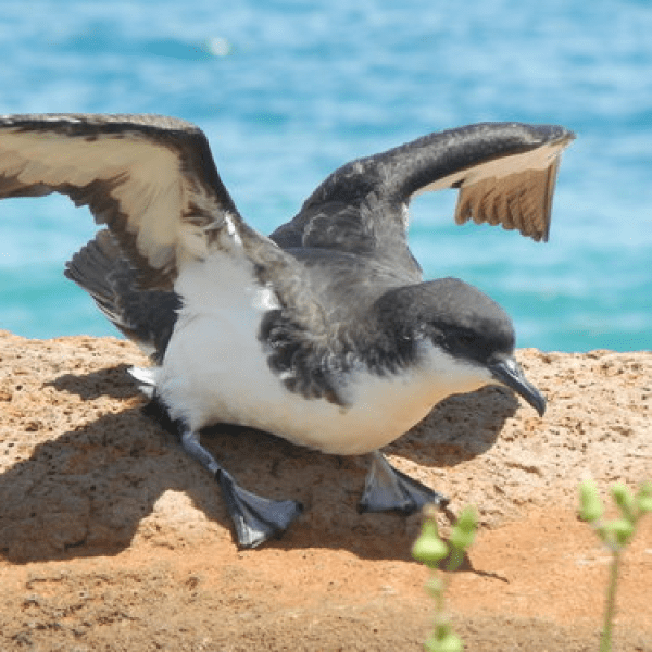 Seagull flapping its wings