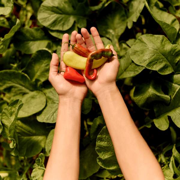 Hand holding peppers