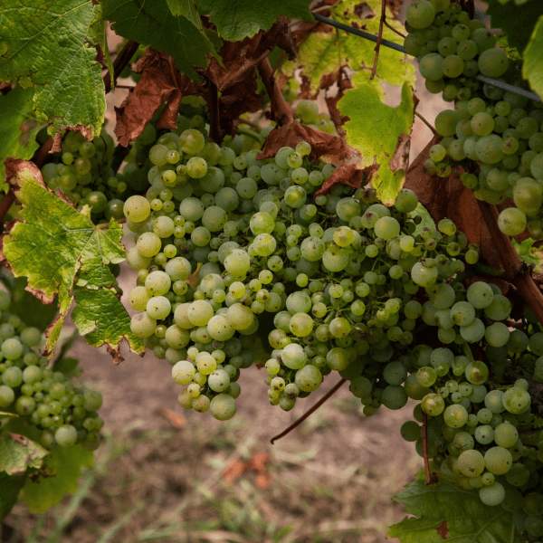 Vineyard