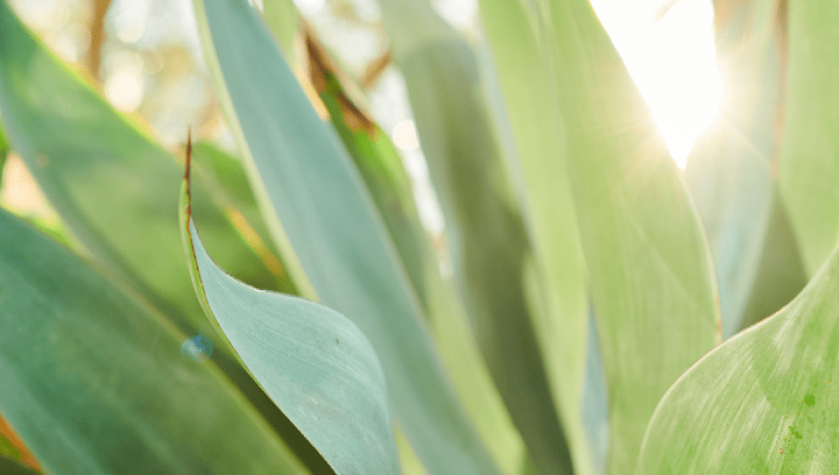 Plants