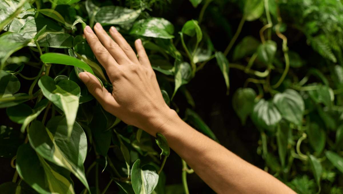 Groen met hand die zachtjes aanraakt