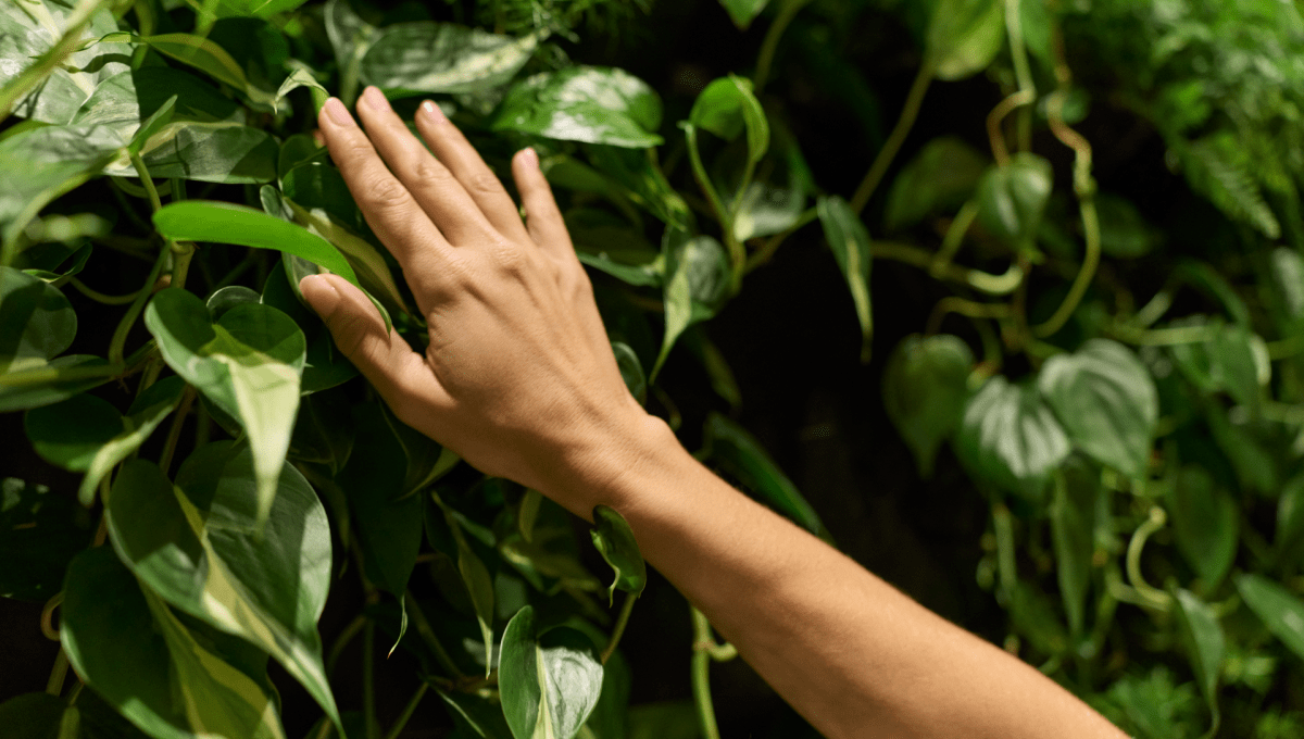Greenery with hand touching gently