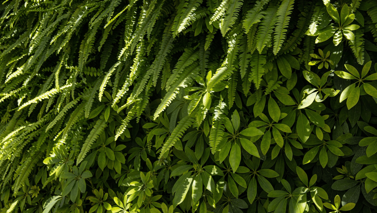 Decorative Ferns leafs 
