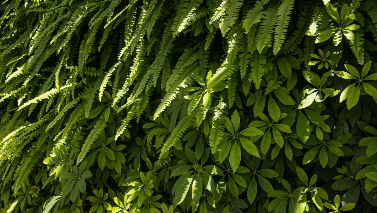 Decorative Ferns leafs