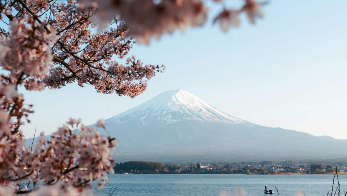 Landscape Tree with Mt Fuji behind