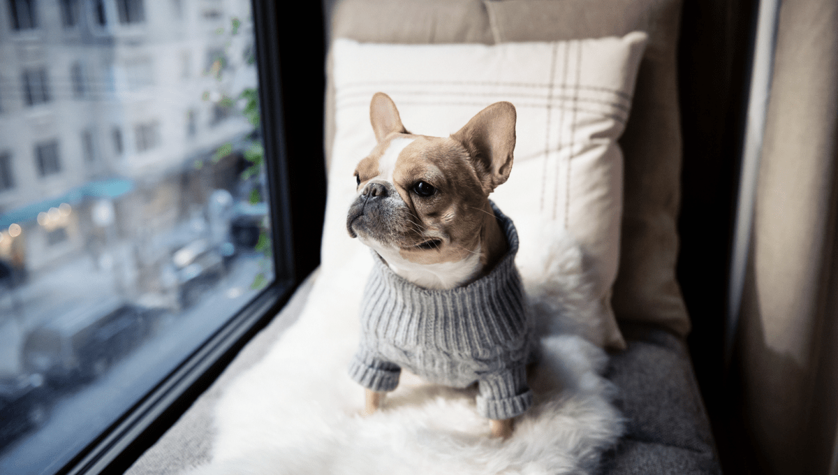 Dog looking out the window 