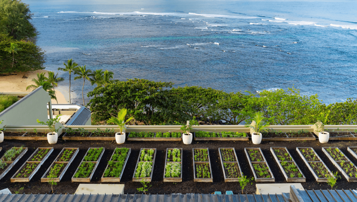 Rooftop garden overlooking the ocean