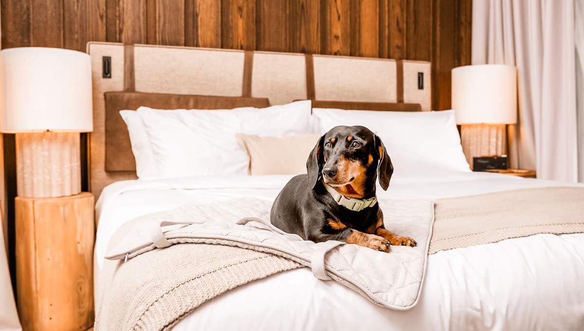 Un chien teckel noir et brun est assis sur le bord d'un lit.