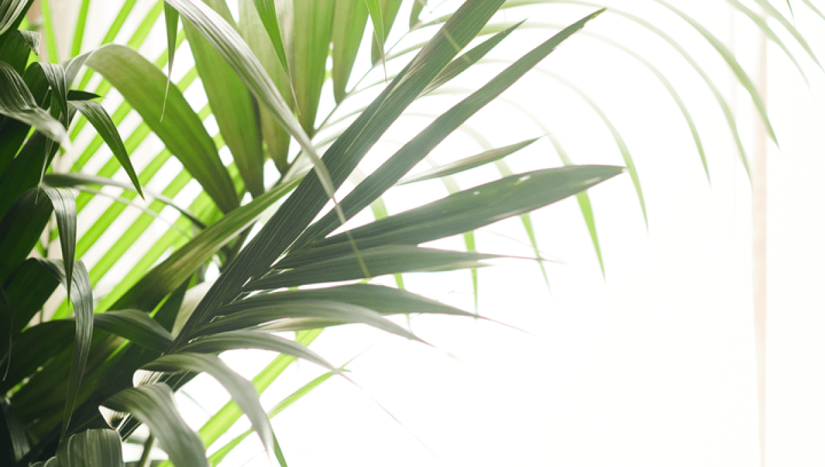 Views of green foliage