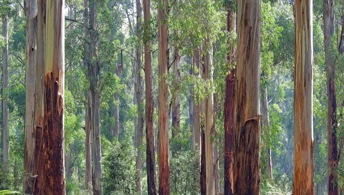 Eucalyptus