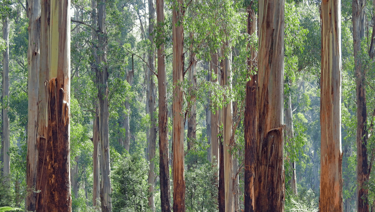 Eucalyptus Trees