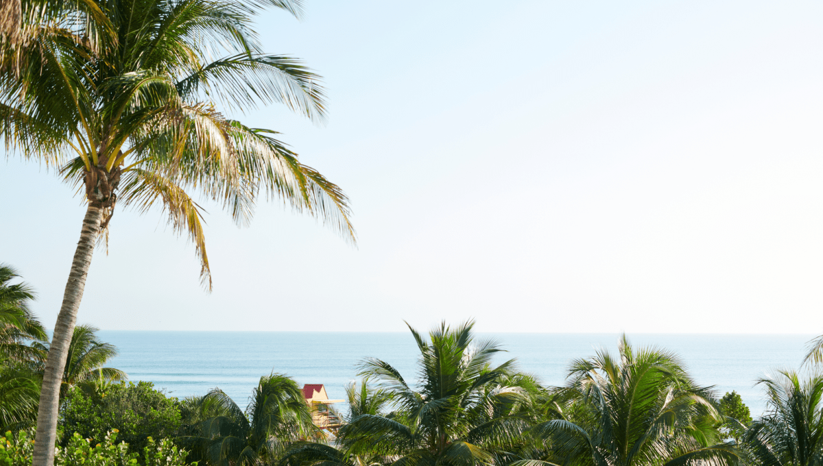 Landscape of beach with Palmtrees and ocean in the background