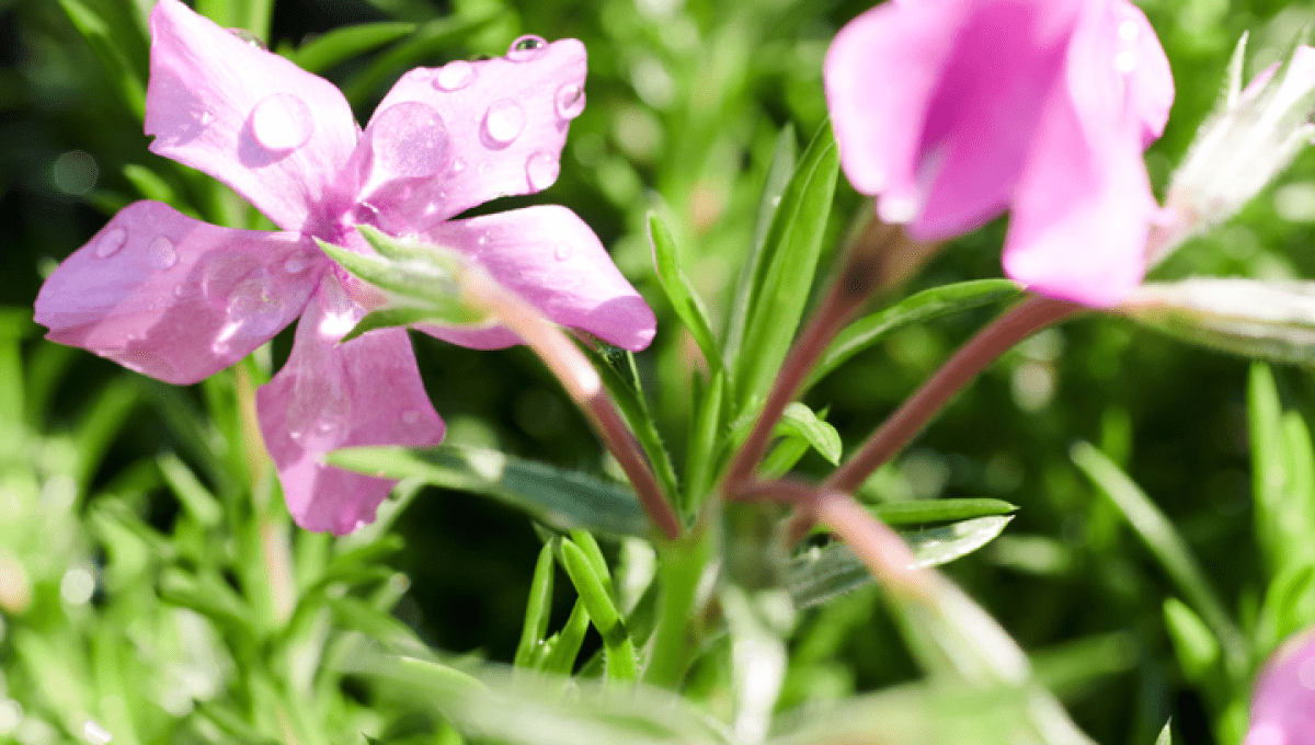 decorative flowers