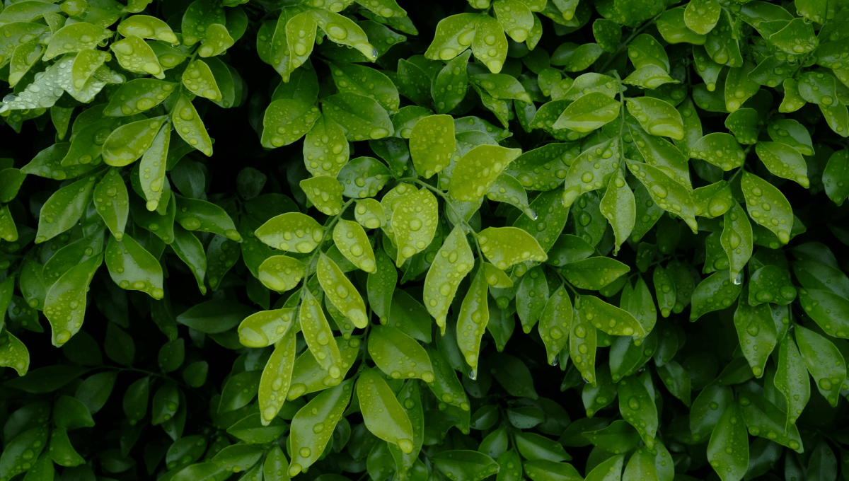 Leaves