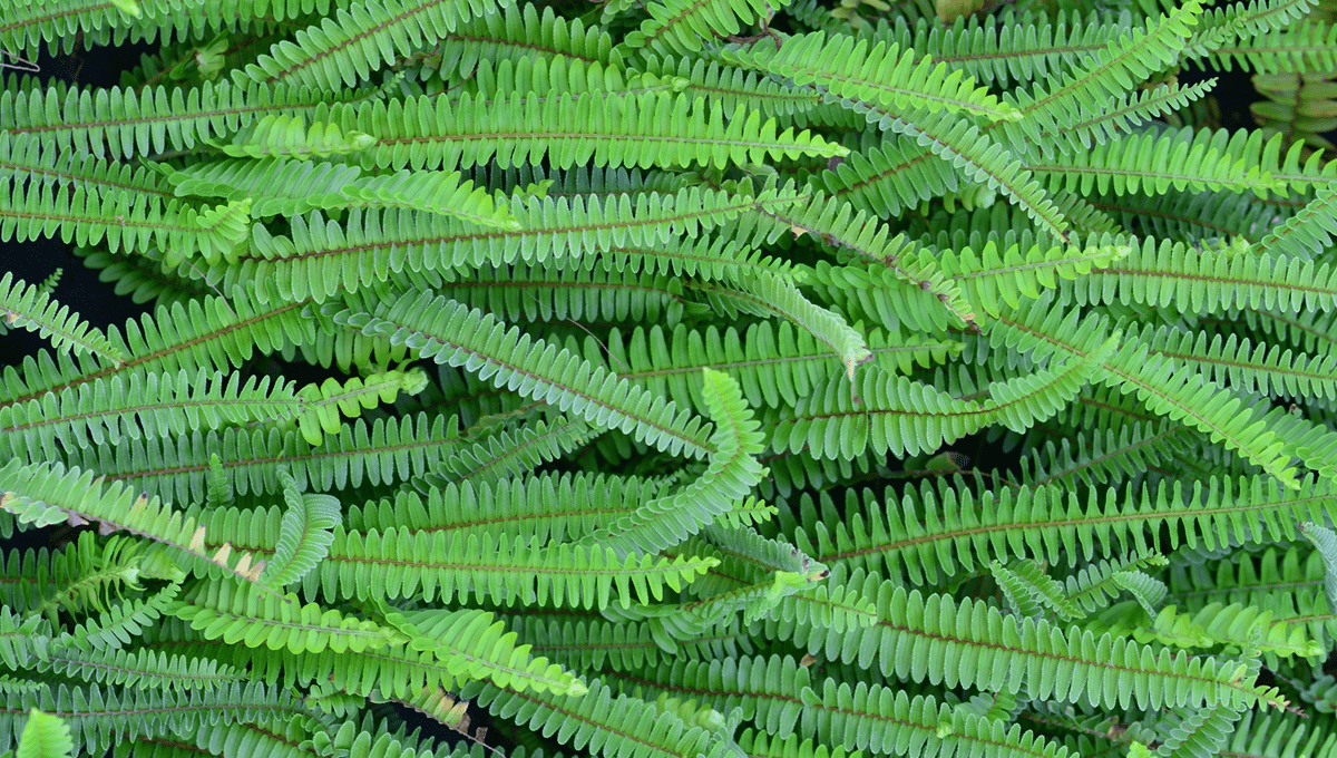 Fern leaves