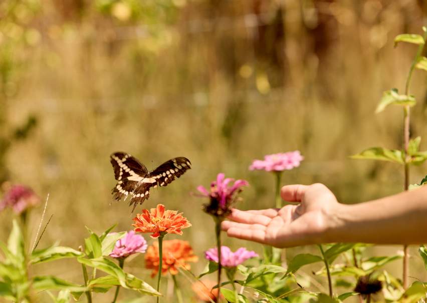 A hand reaching out to a butterfly in a field of flowers