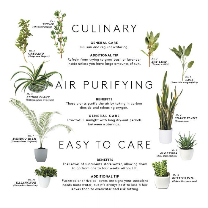 An air purifying houseplant visual guide.