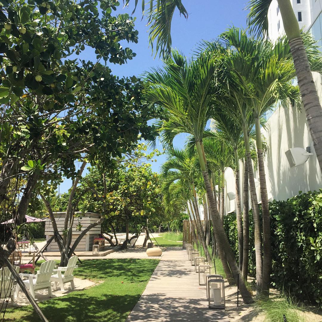 Palm trees around a lawn with deck chairs