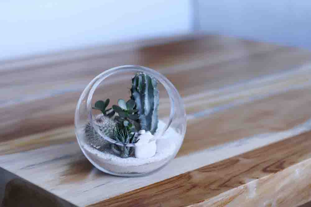 A glass orb cactus terrarium