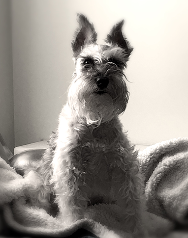 A black and white image of a miniature schnauzer sitting on a blanket