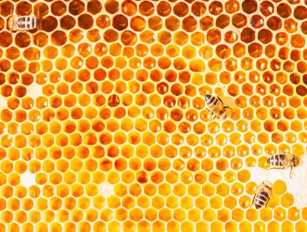 A close-up of bees on a honey comb
