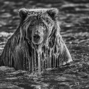 Bear in water