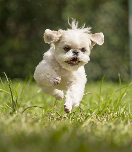 A shih tzu leaping off the ground with his tongue out