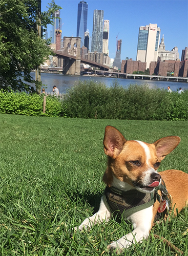 A chihuahua mix lying in a grassy park licking her nose