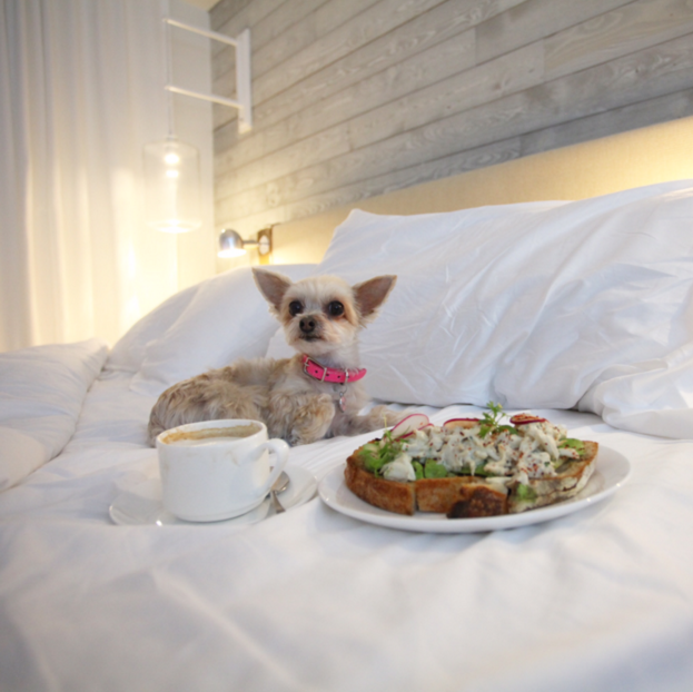 A small dog in a large bed with a plate of food and a beverage