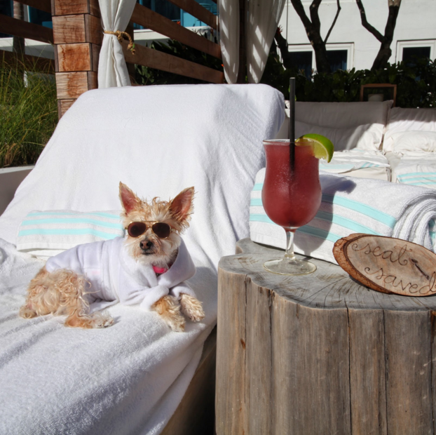 A dog on a lounge chair in a robe and sunglasses