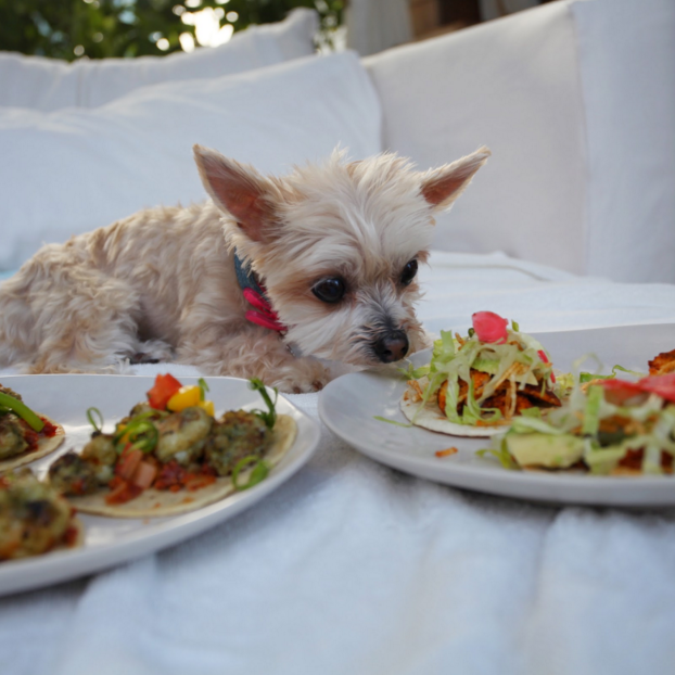 A small dog smelling two plates of tacos