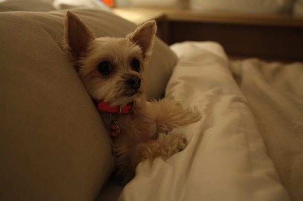 A small white dog tucked into a hotel bed