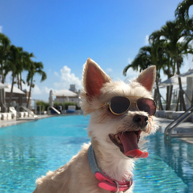 A dog wearing sunglasses sitting by a pool with her tongue out