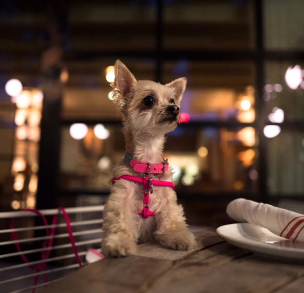 A small dog in a pink collar with her front paws on a dinner table