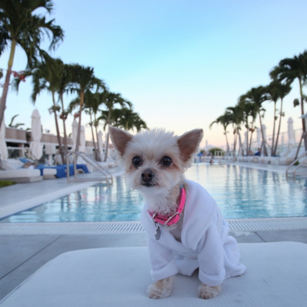A small dog in a white robe on a pool-side lounge chair