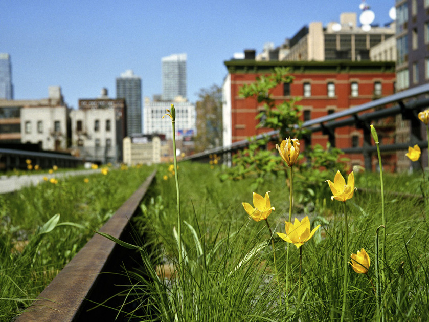 Yellow flowers and green grass growing along a railway track.