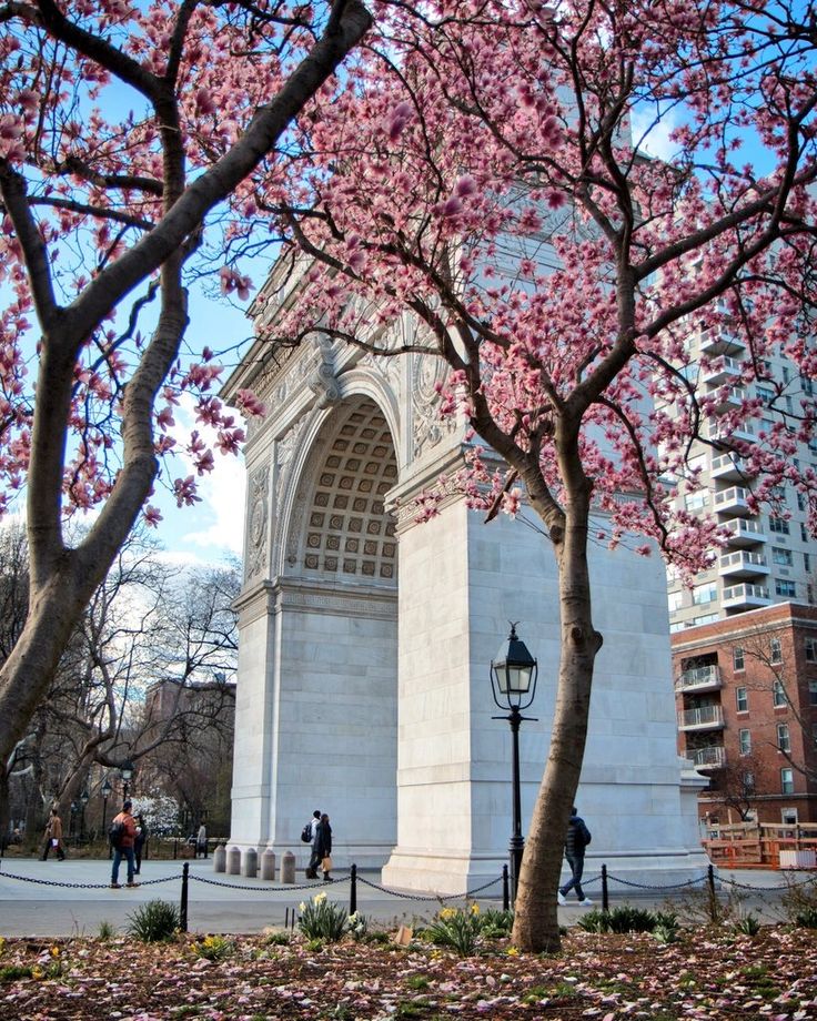 Pink cherry blossom trees and the arch at the entrance of Washington Square Park.