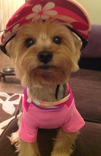 A yorkie wearing a pink hat and matching shirt