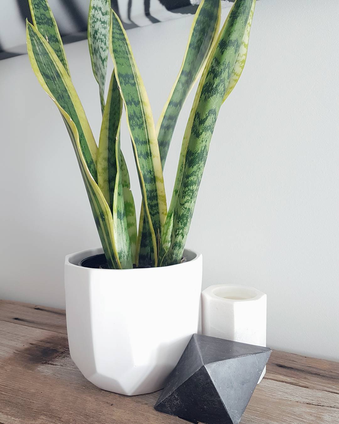 A houseplant with long, broad green and yellow leaves in a white pot.