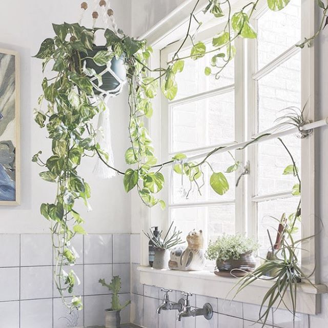 A hanging plant in a washroom with creeping vines.