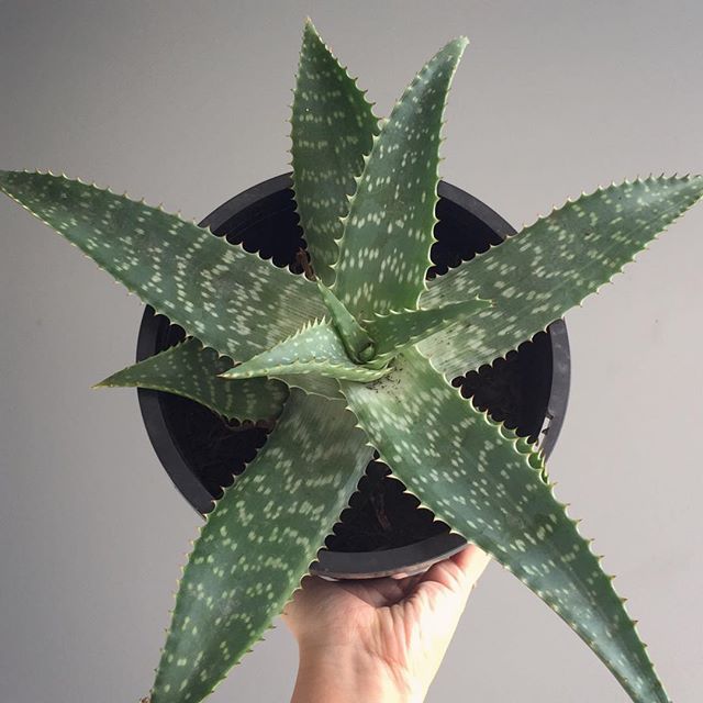 An aerial view of a potted green succulent in a shape like a star.