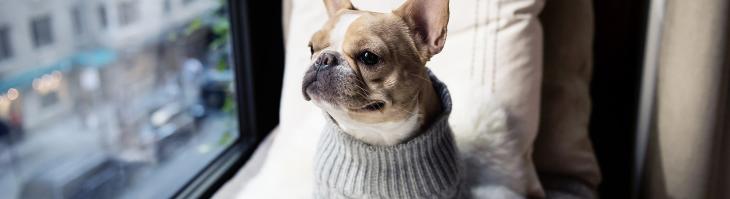 A French Bulldog in a sweater staring out a window