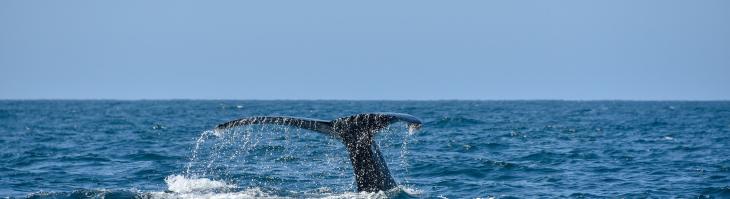 Whale in Cabo