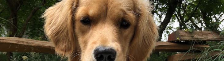 1 Hotel West Hollywood Dog Friendly 